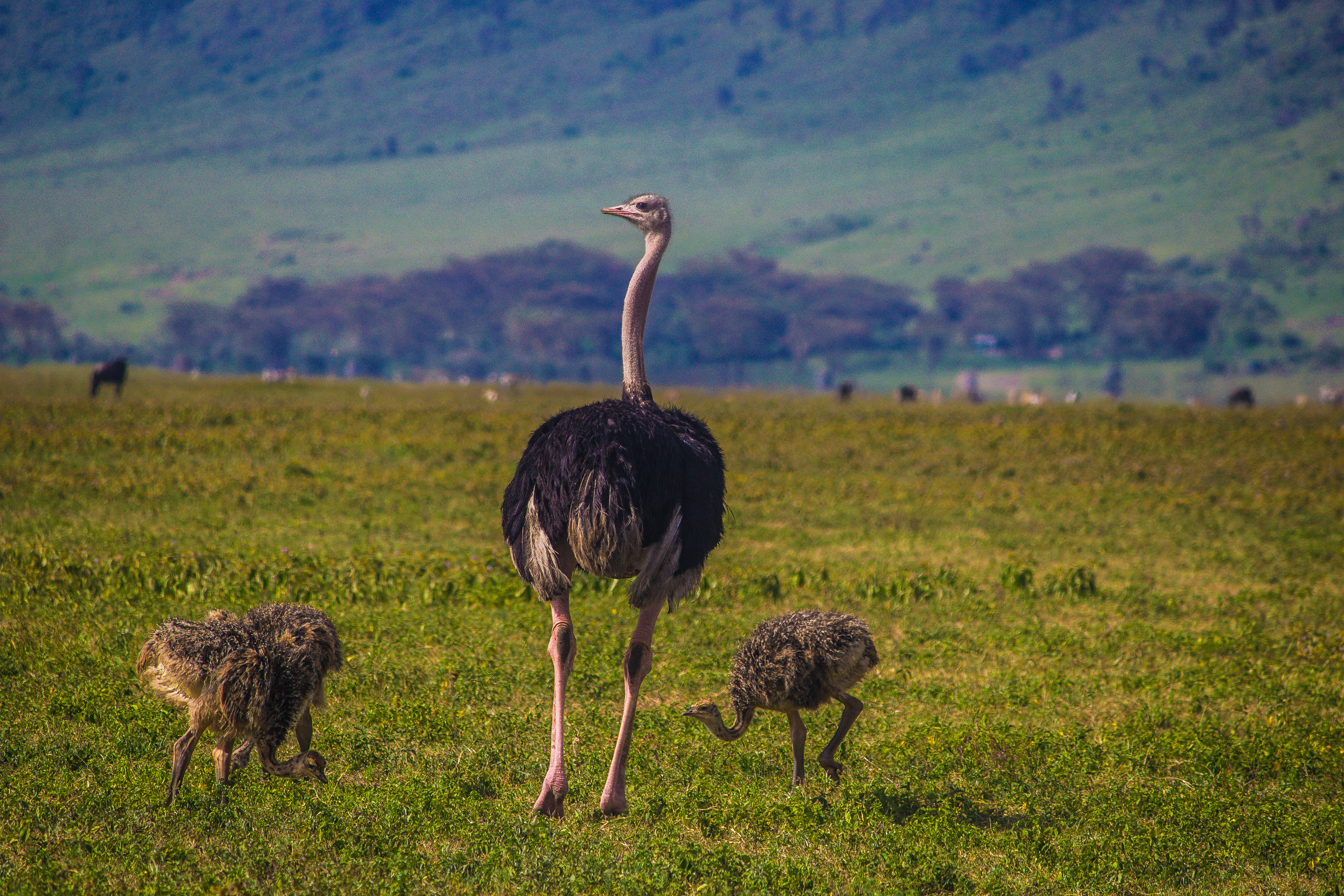 3-Day Joining Safari