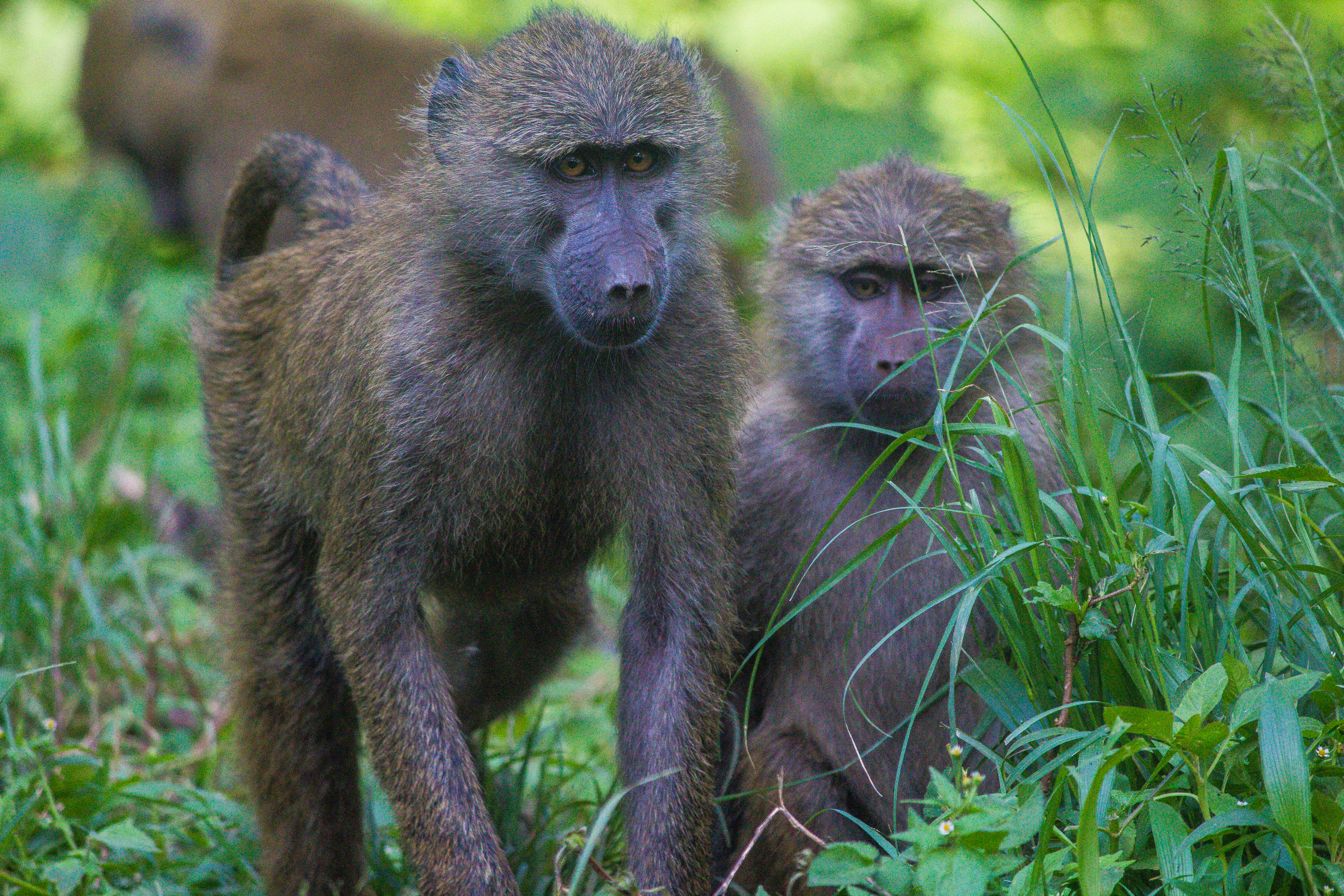 Which Safari Style Is Right for You?