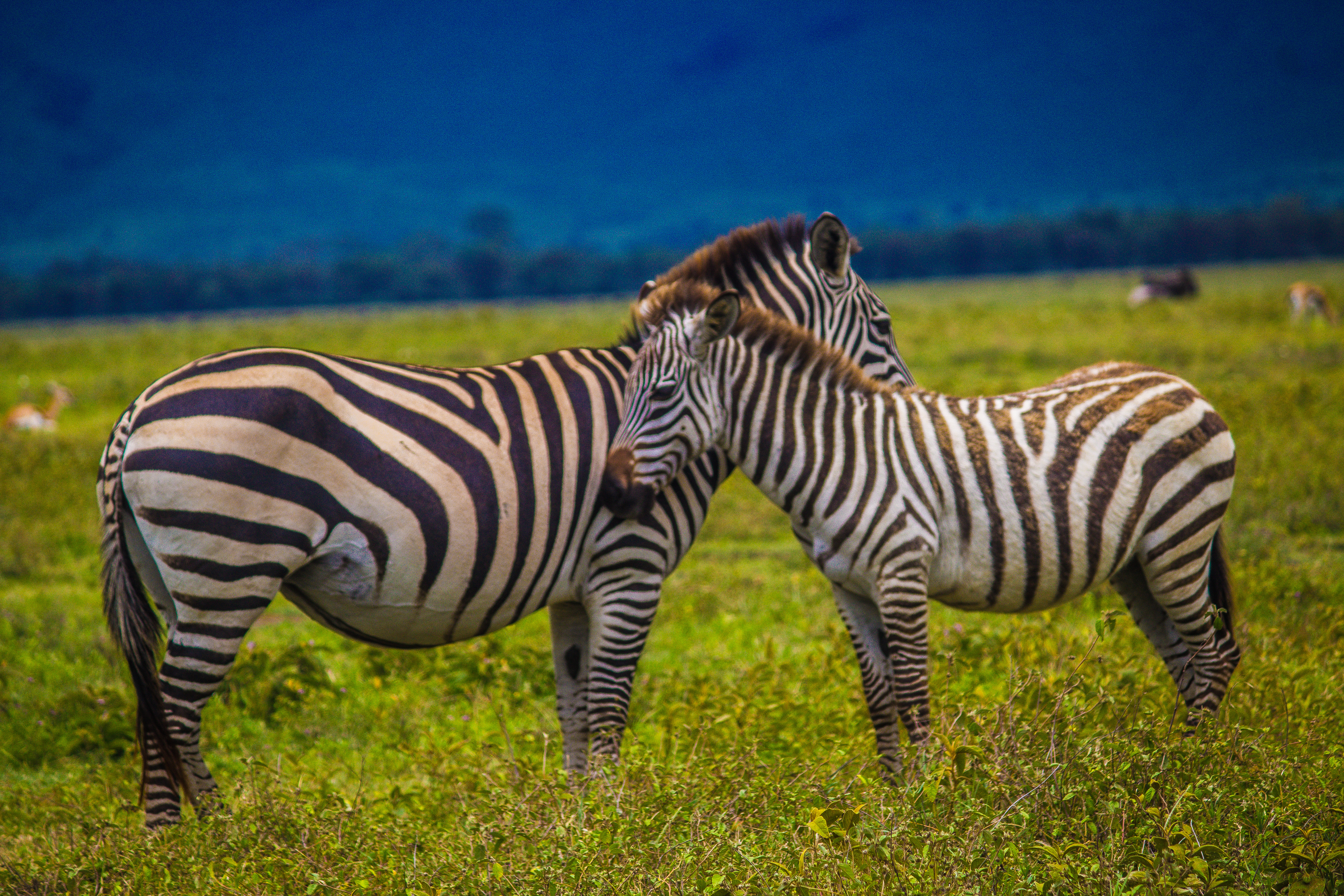 5-Day Joining Safari