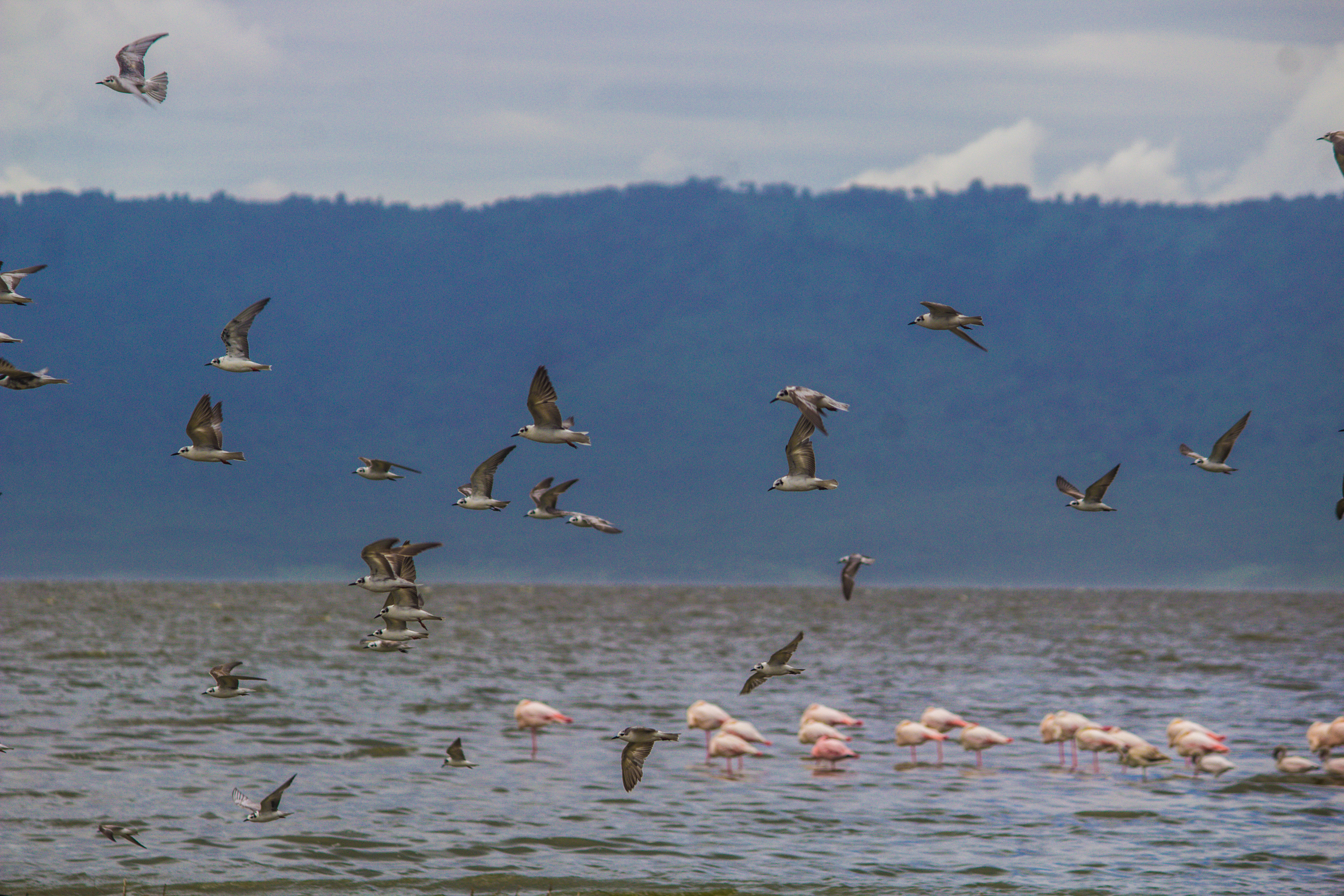 Top National Parks in Northern Tanzania: Where to Go on Safari