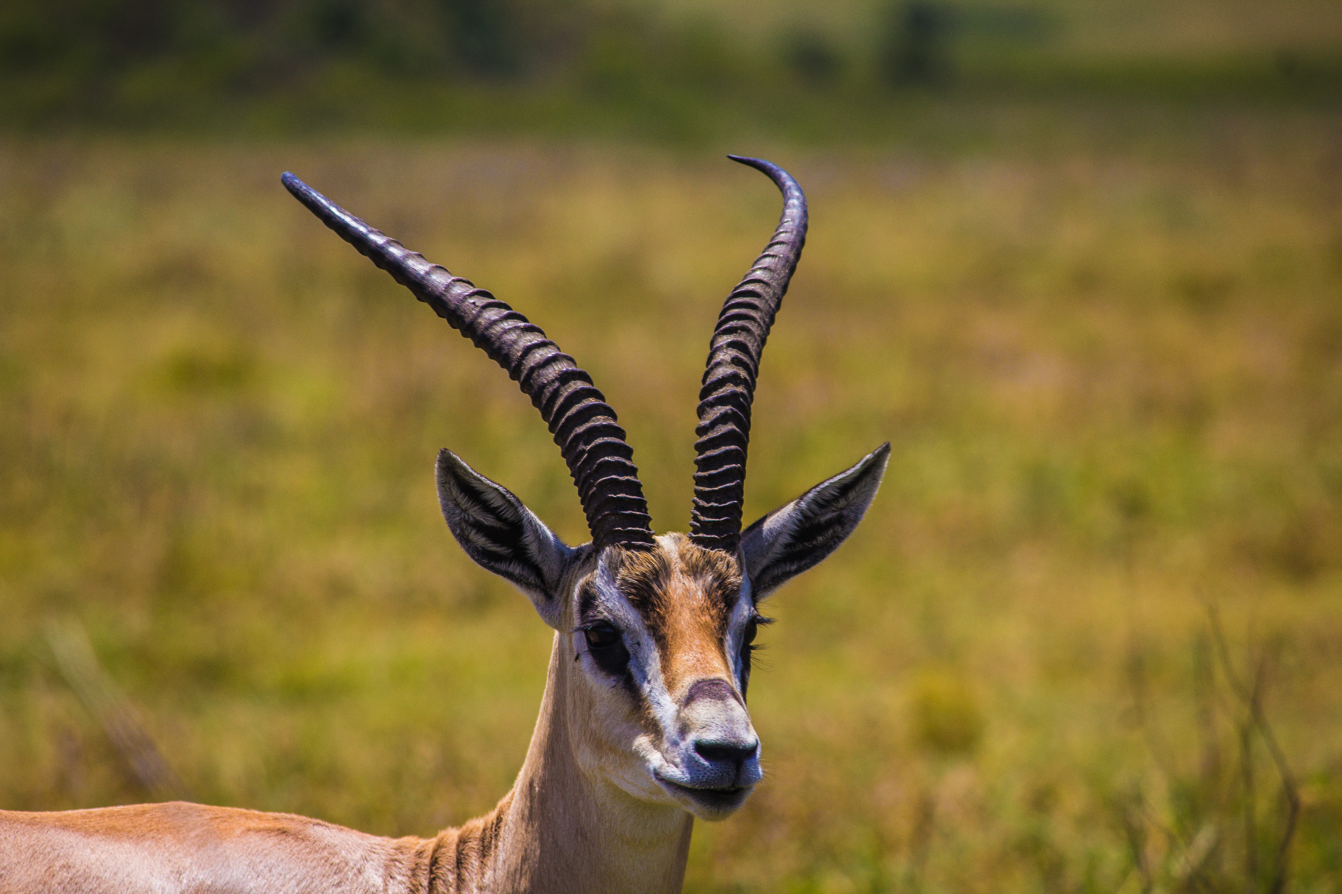 What to Pack for a Safari in Tanzania.