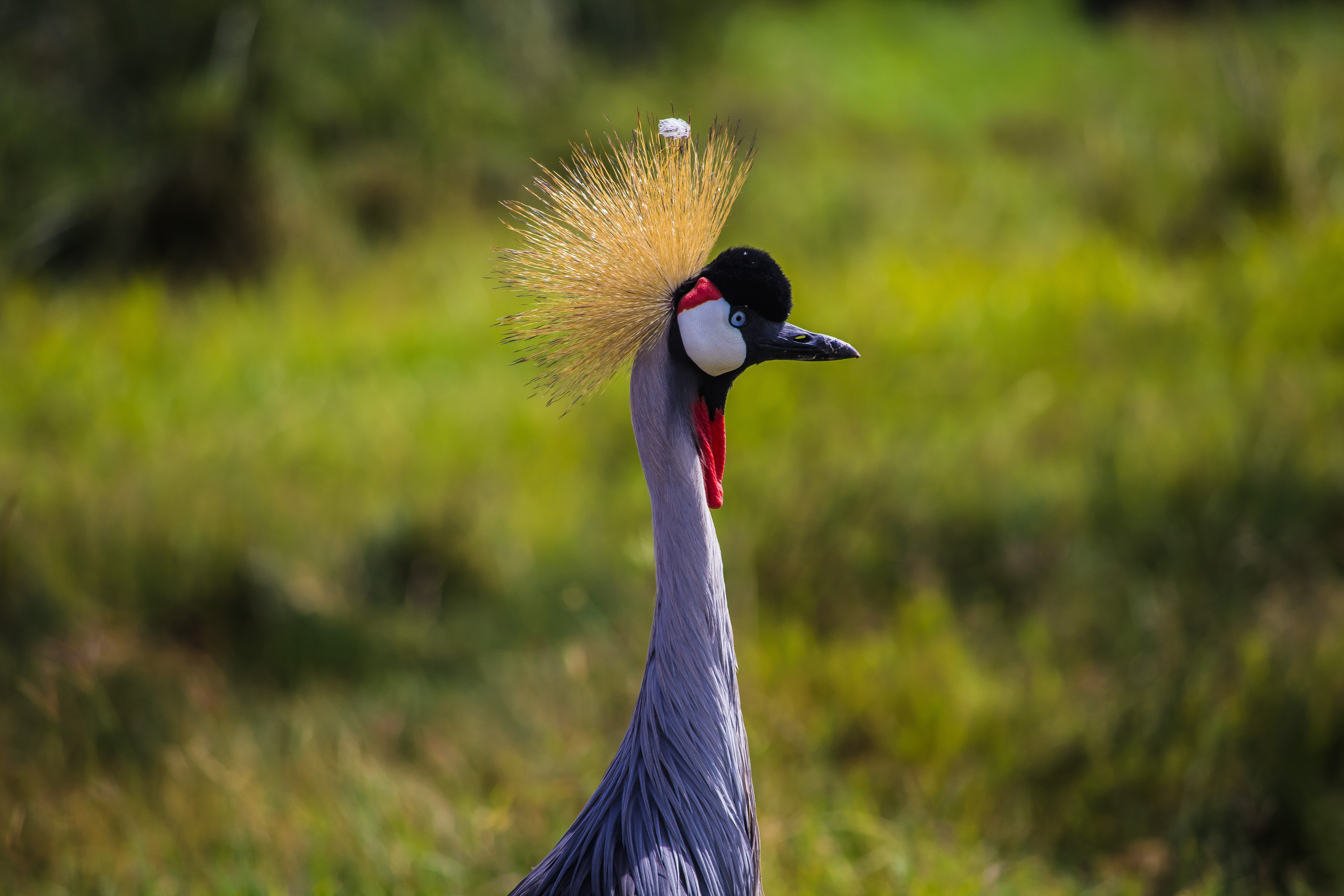 2-Day Budget Tanzania Safari