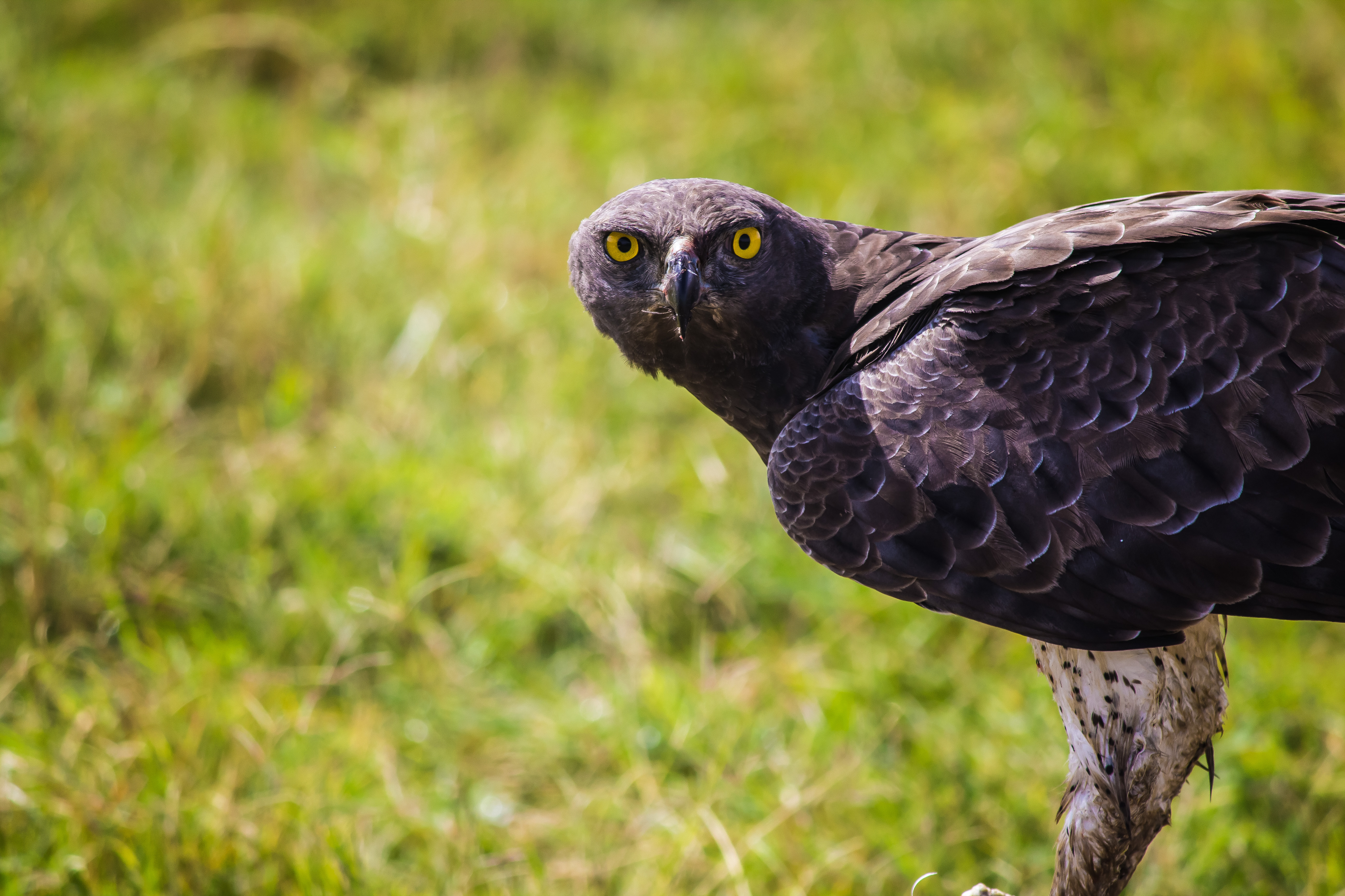 2-Day Luxury Tanzania Safari