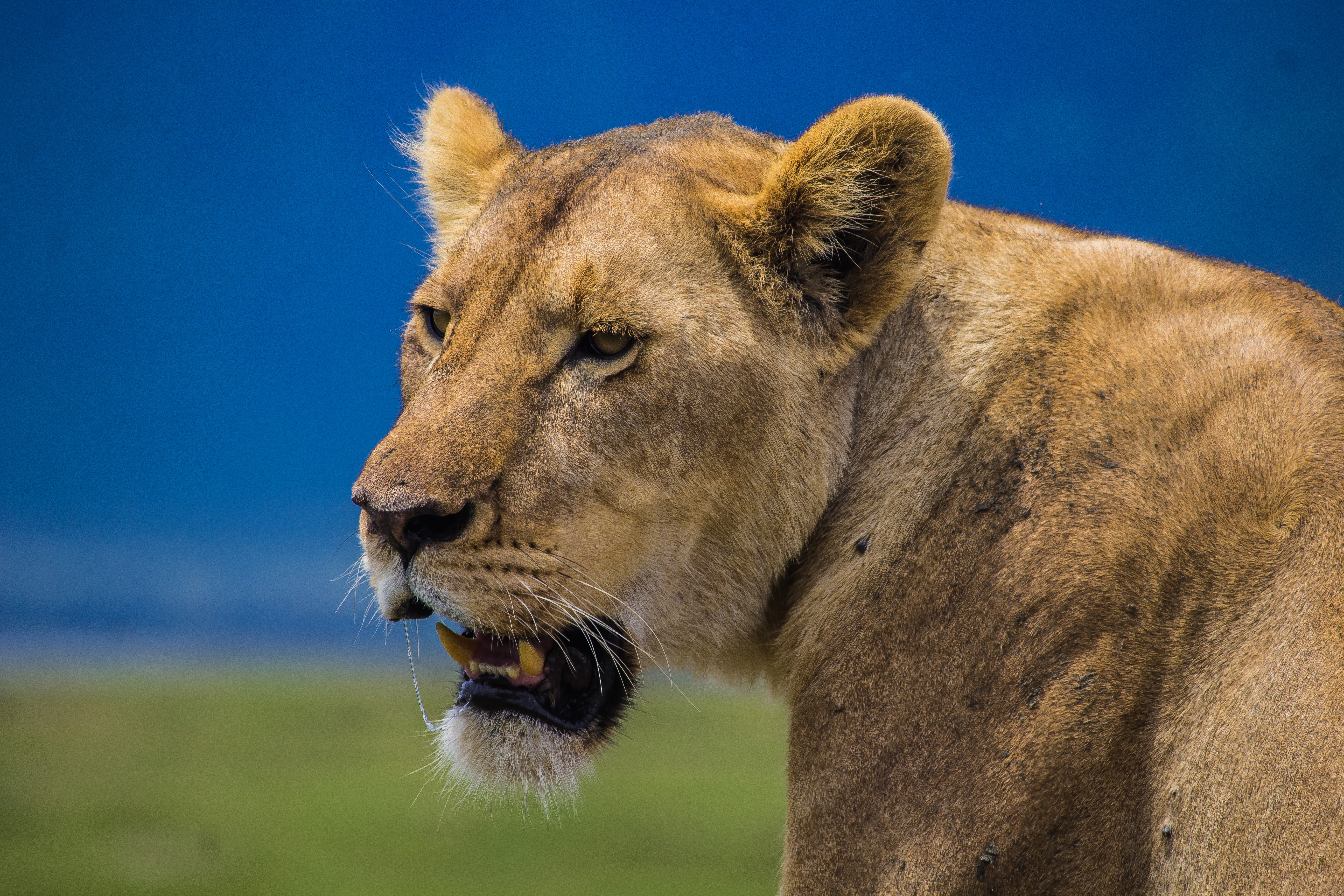3-Day Luxury Tanzania Safari