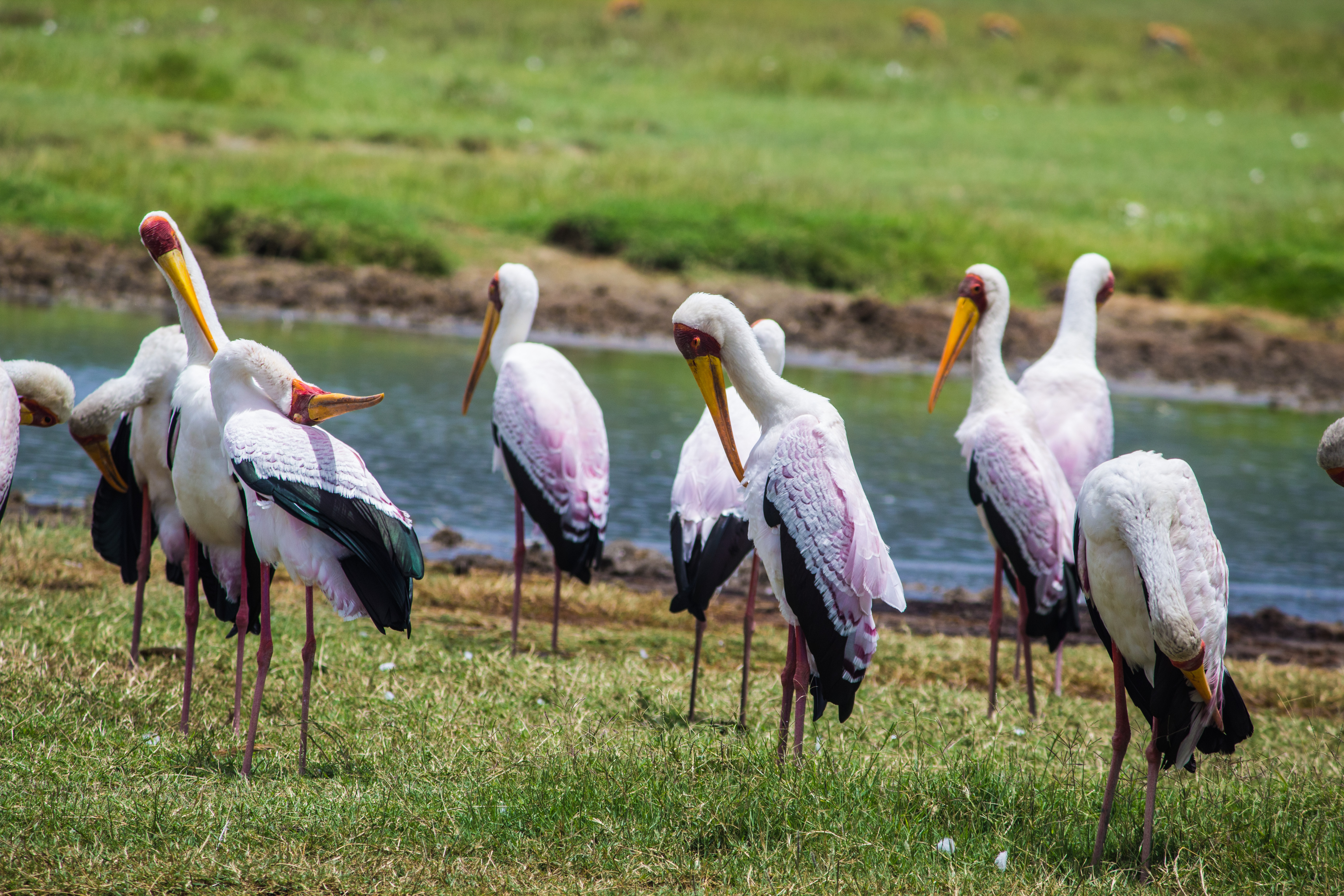 Family Safaris in Tanzania.