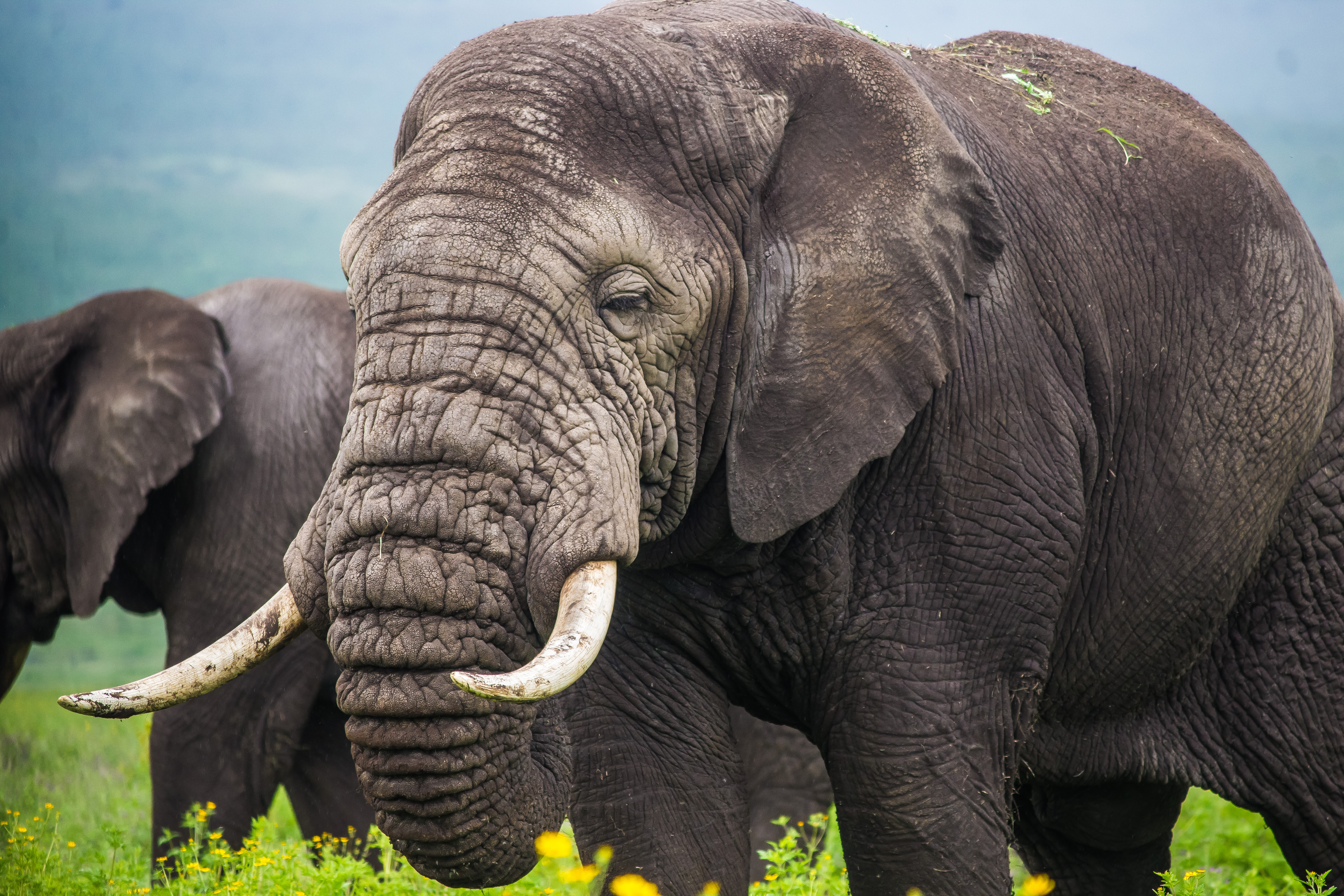 4-Day Luxury Tanzania Safari