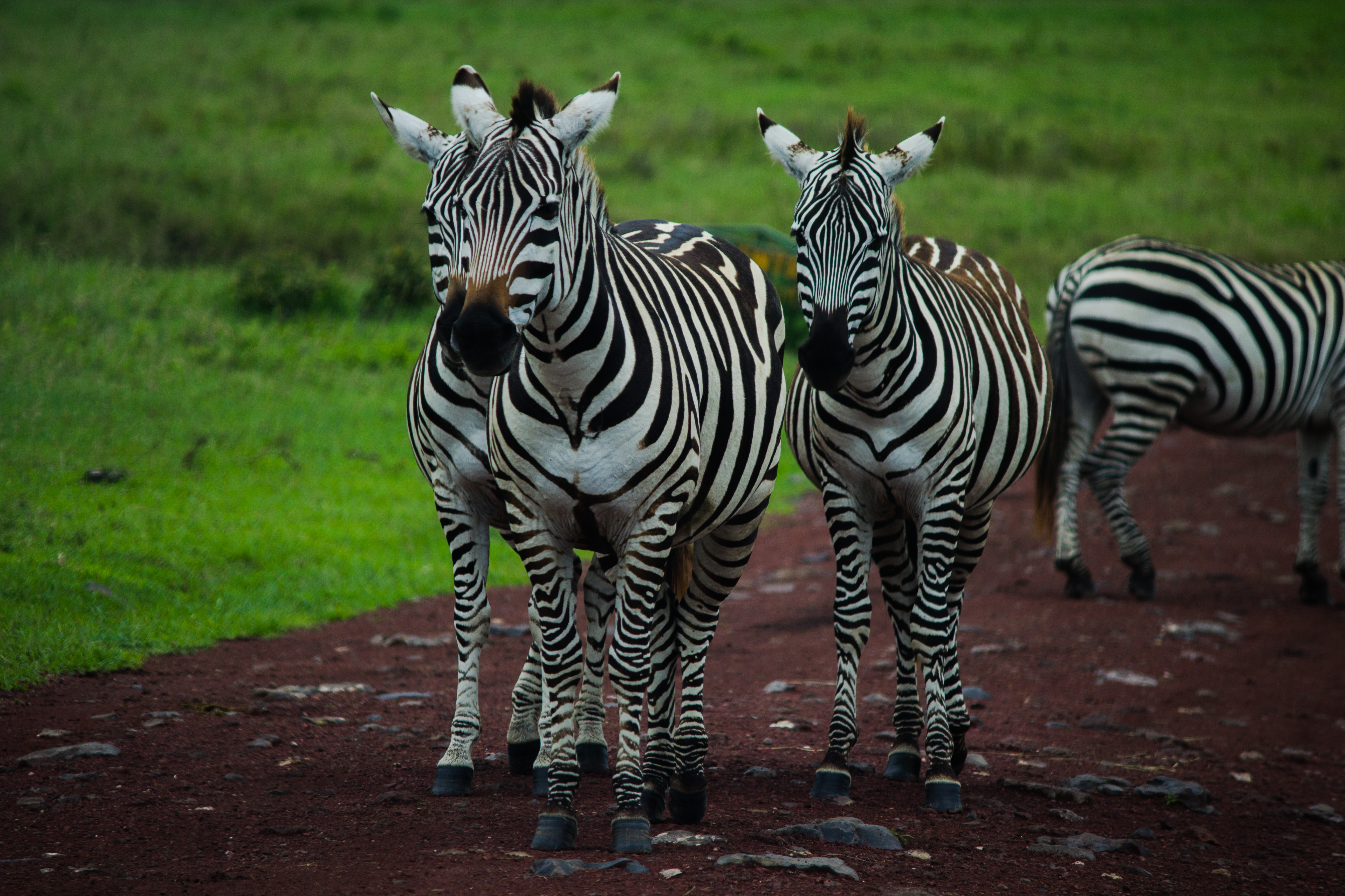 Health & Safety Tips for Your Tanzania Safari