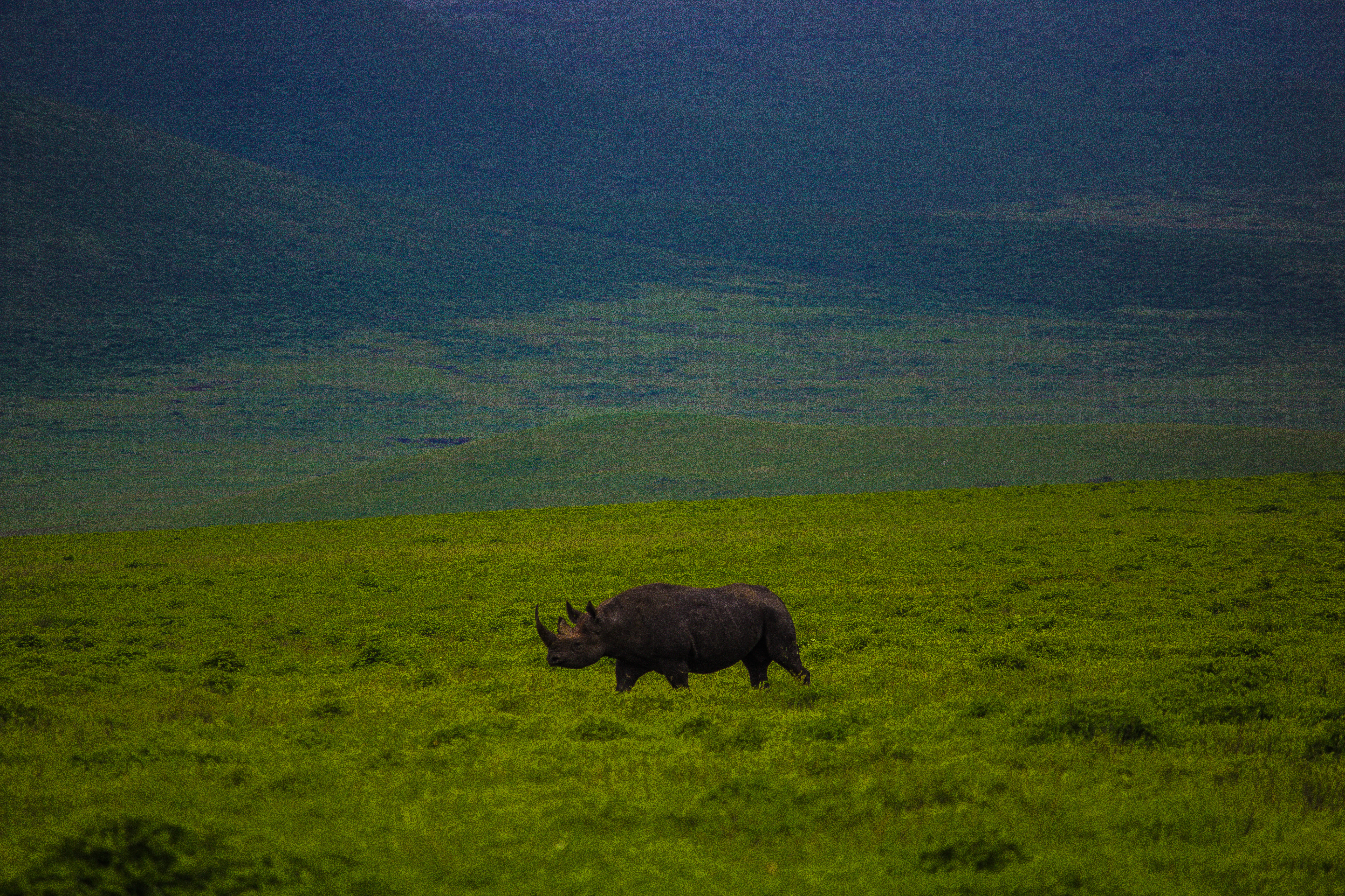6-Day Luxury Tanzania Safari