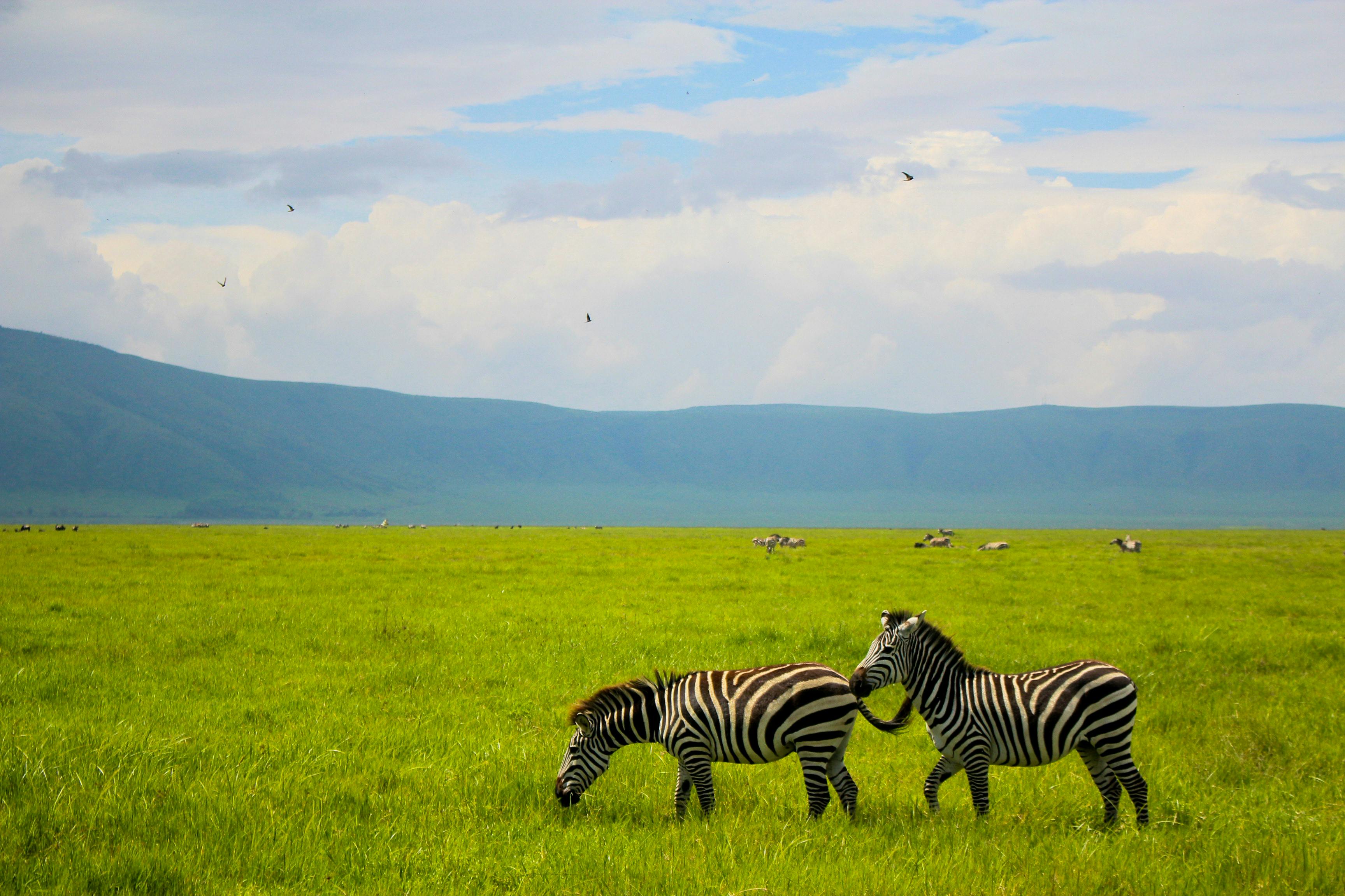 2-Day Tanzania Midrange Safari